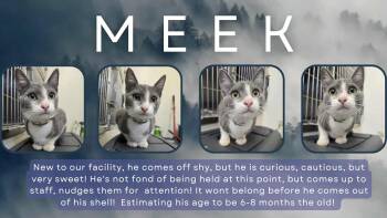 Rescue Domestic Short Hair Cats for Adoption in Rock Falls, Illinois - MEEK | PetCurious