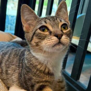 Tipsy -  Domestic Short Hair Cat for Adoption in Tucson, Arizona - Tipsy | PetCurious
