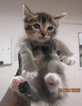 (621) -  Domestic Short Hair Cat for Adoption in Marietta, Georgia - (621) | PetCurious