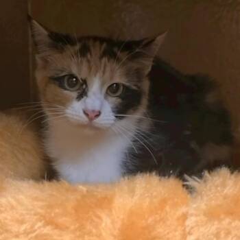 CLEO -  Calico and Tortoiseshell Cat for Adoption in Conway, South Carolina - CLEO | PetCurious