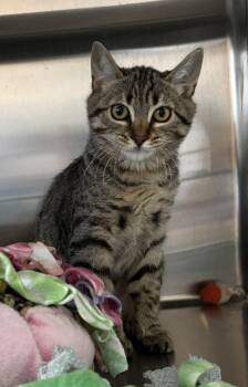 Roberta -  Tabby Cat for Adoption in Raymond, Washington - Roberta | PetCurious