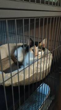 Tamara -  Domestic Short Hair Cat for Adoption in Liberty, New York - Tamara | PetCurious