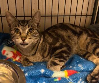 Domestic Short Hair Cats Available for Adoption - Riley Jade Madison | PetCurious