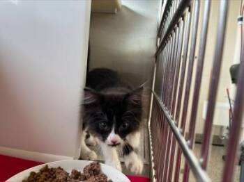 Domestic Short Hair Cats Available for Adoption in Westland, Michigan - Catherine Johnson | PetCurious