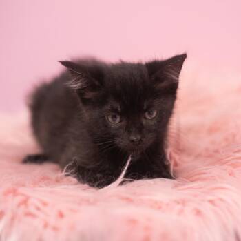 Tiana -  Domestic Short Hair Cat for Adoption in St. Augustine, Florida - Tiana | PetCurious