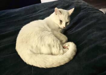 Siamese Cats Available for Adoption - Felix | PetCurious