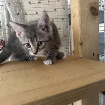 Domestic Medium Hair Cats Available for Adoption in Wappingers Falls, New York - Monkichi | PetCurious
