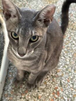 Cinza -  Domestic Short Hair Cat for Adoption in Fort Worth, Texas - Cinza | PetCurious
