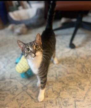 Fester -  Domestic Short Hair and Tabby Cat for Adoption in Cary, North Carolina - Fester | PetCurious