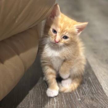 Marigold -  Domestic Short Hair Cat for Adoption in Madison, Wisconsin - Marigold | PetCurious