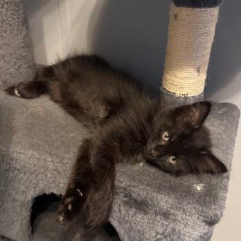 Jack Rabbit -  Domestic Short Hair Cat for Adoption in Overland Park, Kansas - Jack Rabbit | PetCurious