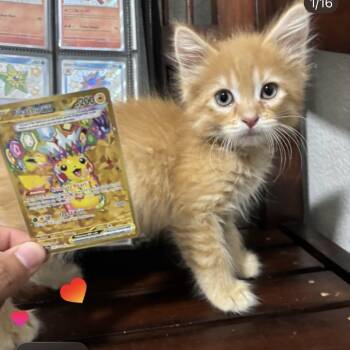 Pikachu (Y) -  Domestic Long Hair Cat for Adoption in Denver, Colorado - Pikachu (Y) | PetCurious