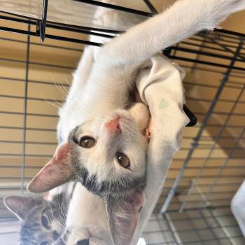 Cheese -  Domestic Short Hair Cat for Adoption in Myerstown, Pennsylvania - Cheese | PetCurious