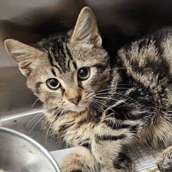 Rescue Domestic Short Hair Cats for Adoption in Chatham, Virginia - Orion | PetCurious