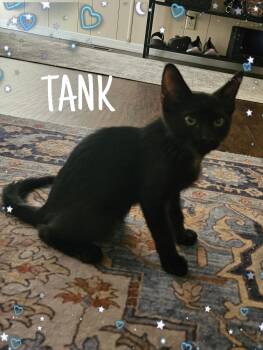 Tank -  Domestic Short Hair Cat for Adoption in Gilbert, Arizona - Tank | PetCurious