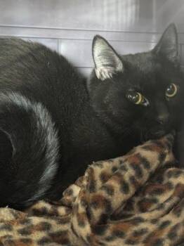 Domestic Short Hair Cats Available for Adoption in West Chester, Pennsylvania - Blair | PetCurious
