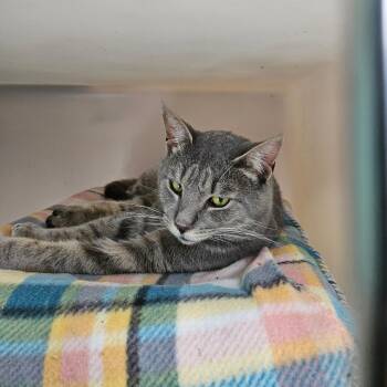 Ted -  Domestic Short Hair Cat for Adoption in Ridgely, Maryland - Ted | PetCurious