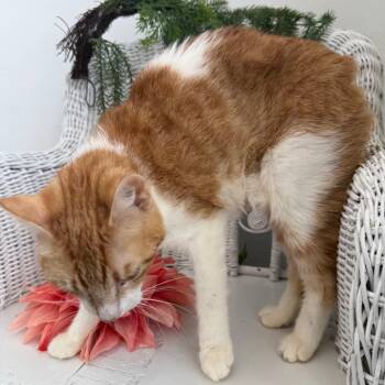 Buttercup Honeywell 56274 -  Manx and Domestic Short Hair Cat for Adoption in Eaton Rapids, Michigan - Buttercup Honeywell 56274 | PetCurious