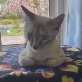 Siamese and Domestic Short Hair Cats Available for Adoption in Gladstone, Oregon - Pearl | PetCurious