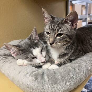 Rescue Domestic Short Hair Cats for Adoption in Port Jefferson Station, New York - Logan | PetCurious
