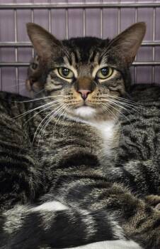 Domestic Short Hair Cats Available for Adoption - Frog | PetCurious