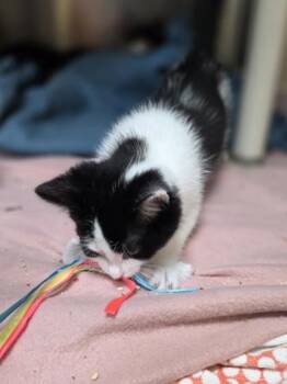 Blue Buffalo -  Domestic Short Hair Cat for Adoption in Westland, Michigan - Blue Buffalo | PetCurious