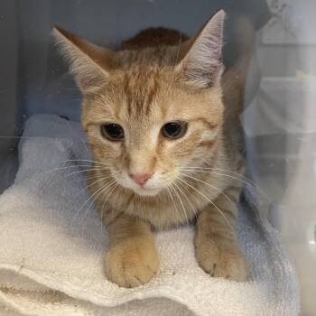 Rick -  Domestic Short Hair Cat for Adoption in Bristol, Indiana - Rick | PetCurious