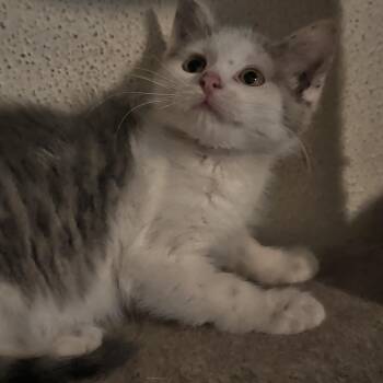 Uma -  Domestic Short Hair Cat for Adoption in Brainerd, Minnesota - Uma | PetCurious