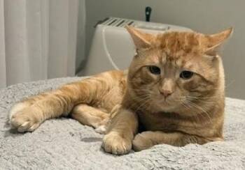 Oliver -  Domestic Short Hair Cat for Adoption in Toronto, Ontario - Oliver | PetCurious