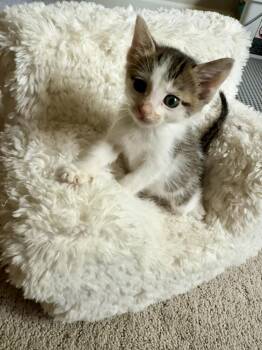 Kiwi -  Domestic Short Hair Cat for Adoption in Evergreen, Colorado - Kiwi | PetCurious