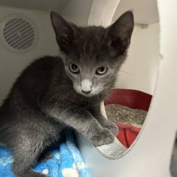 Stefan -  Domestic Short Hair Cat for Adoption in Newport, North Carolina - Stefan | PetCurious