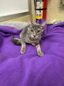Rescue Tabby Cats for Adoption in Parlier, California - Morgan | PetCurious