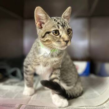 Rescue Domestic Short Hair Cats for Adoption in Troy, Illinois - Sparky | PetCurious