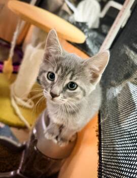 MERCURY -  Domestic Short Hair Cat Available for Adoption in Philadelphia, Pennsylvania - MERCURY | PetCurious