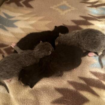 Courage -  Domestic Short Hair Cat for Adoption in Albert Lea, Minnesota - Courage | PetCurious