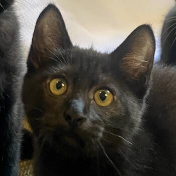 Rescue Domestic Short Hair Cats for Adoption in Ashland, Oregon - Rubbish | PetCurious