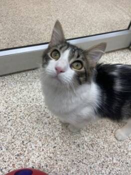 Rescue Domestic Medium Hair and Domestic Short Hair Cats for Adoption in Houston, Texas - Luli | PetCurious