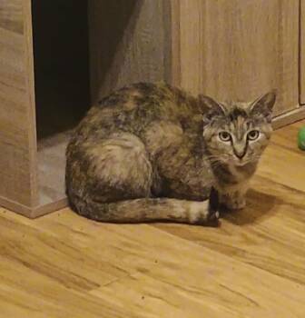 Rescue Domestic Short Hair Cats for Adoption in Nashville, Tennessee - Remodel - Loving | PetCurious