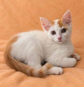 Marty -  Domestic Short Hair Cat for Adoption in Columbia, Tennessee - Marty | PetCurious