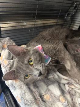 Meri -  Domestic Short Hair Cat for Adoption in Johnson City, Tennessee - Meri | PetCurious