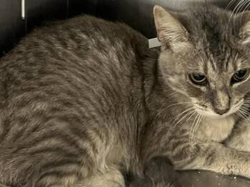Domestic Short Hair Cats Available for Adoption in Tustin, California - ALABAMA | PetCurious