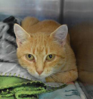 Sioux -  Domestic Short Hair Cat for Adoption - Sioux | PetCurious