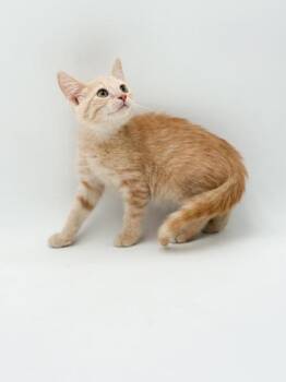 Popcorn ~ Sponsored! -  Domestic Short Hair Cat for Adoption in Bowling Green, Kentucky - Popcorn ~ Sponsored! | PetCurious