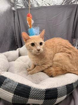 NADIA -  Domestic Short Hair Cat for Adoption in Grovetown, Georgia - NADIA | PetCurious