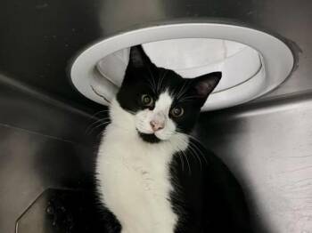 Nolan -  Domestic Short Hair Cat for Adoption in Portland, Oregon - Nolan | PetCurious