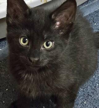 Gregory -  Domestic Short Hair Cat for Adoption in Wilsonville, Oregon - Gregory | PetCurious