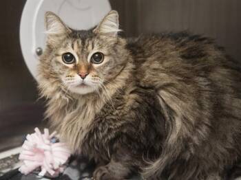 SALLY -  Domestic Medium Hair Cat for Adoption in Phoenix, Arizona - SALLY | PetCurious
