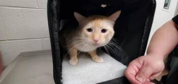Siamese and Domestic Short Hair Cats Available for Adoption in Aurora, Illinois - SIMBA | PetCurious