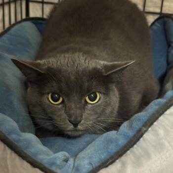 Karen -  Domestic Short Hair Cat for Adoption in Las Vegas, Nevada - Karen | PetCurious