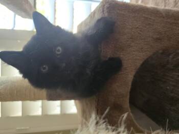 Gucci -  Domestic Medium Hair Cat for Adoption in San Diego, California - Gucci | PetCurious